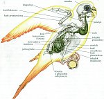 Szkielet i układ pokarmowy