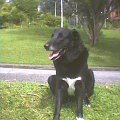 moj piesek