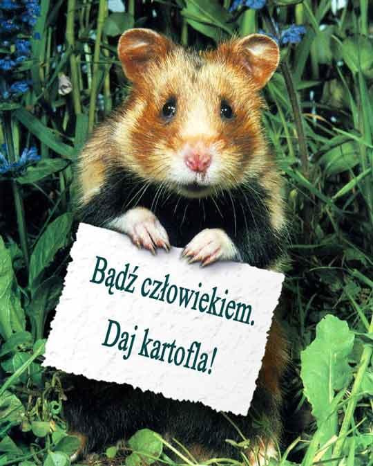 heheheh daj kartofla!!!!!!