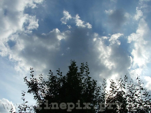 sky #Chorzów #drzewo #niebo #przyroda #zyzio