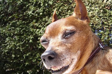 Eikos Media Group, 1998-2006 #Poofter #Goldenburg #Chihuahua #Mexican #Mexico #Dog #Animal #PGoldenburg #Goldenberg #EIKOS