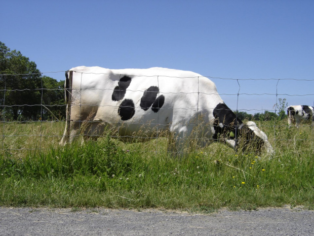 Various pictures of cows. #Cow #Cattle #Bovine #Krowa #Mleka #Mleko #Bull #Animal #moo