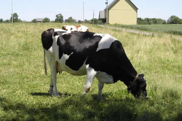 Various pictures of cows. #Cow #Cattle #Bovine #Krowa #Mleka #Mleko #Bull #Animal #moo