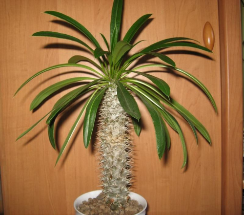 Pachypodium lamerei