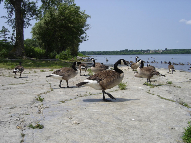 Various pictures of ducks. #Duck #ducks #water #animal #bird #kak #kaka #kaczka #kaczki #feathery #feather #quack #EIKOS