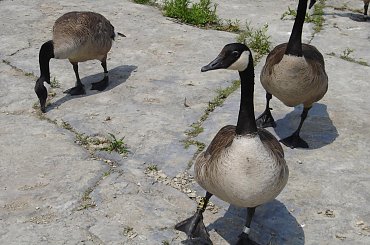 Various pictures of ducks. #Duck #ducks #water #animal #bird #kak #kaka #kaczka #kaczki #feathery #feather #quack #EIKOS