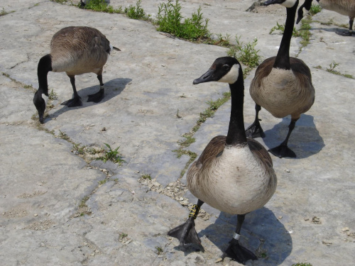 Various pictures of ducks. #Duck #ducks #water #animal #bird #kak #kaka #kaczka #kaczki #feathery #feather #quack #EIKOS