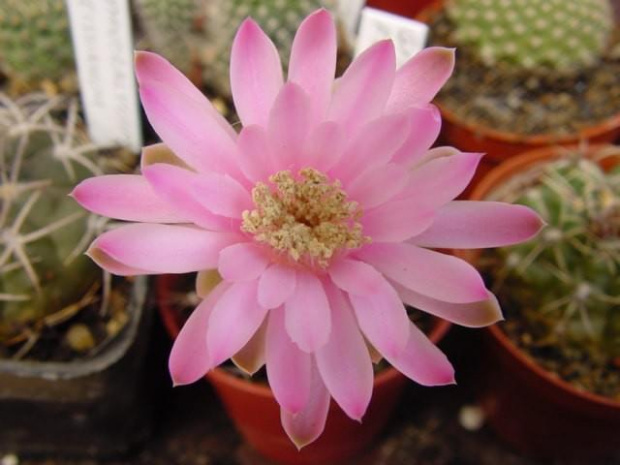 Gymnocalycium michanovichii