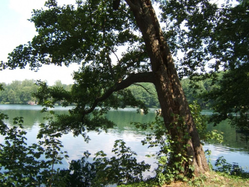 Łagów 2006 #Łagów #DrzewoNadWodą #jezioro