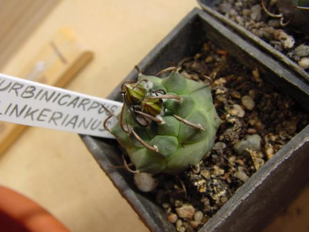 Turbinicarpus klinkerianus