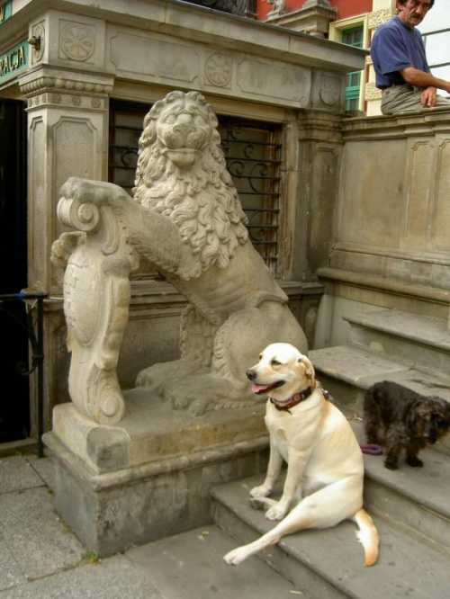 Lew i lwica Gdanska #psy #zwierzęta