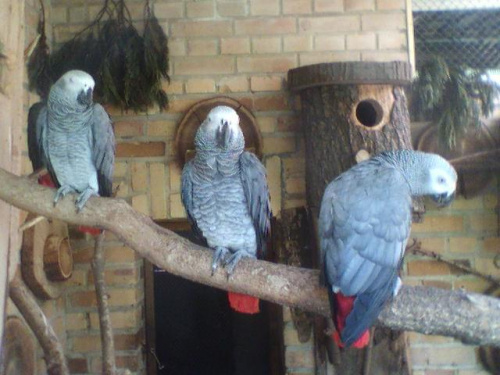 To są papugi