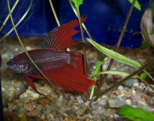 moja nowa rybka - czerwony bojownik
