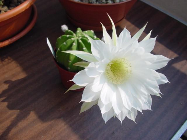 Echinopsis subdenudata