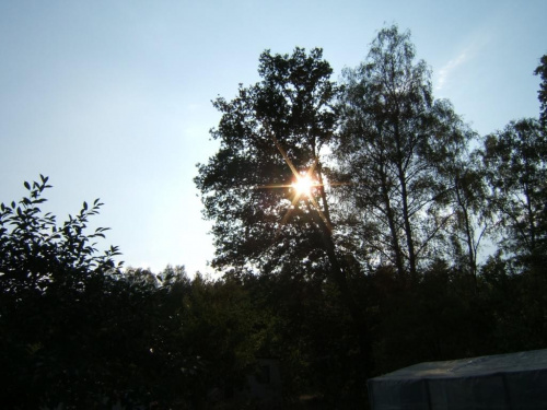 #słońce #drzewa