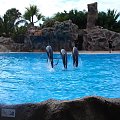 Pokaz delfinów w Loro Parque #delfiny #LoroParque #teneryfa