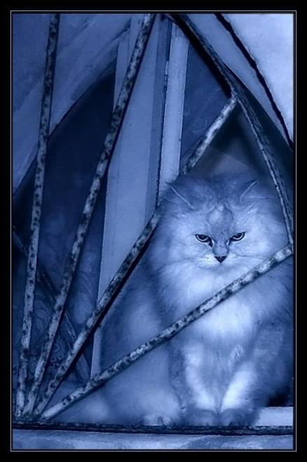 KOTEK #pers #kotek #PoszukiwaczMyszy