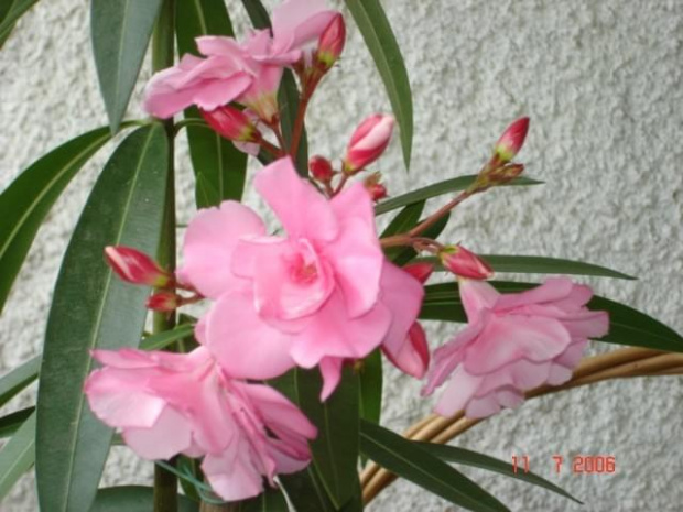 Oleander 2006 rok.