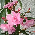 Oleander 2006 rok.