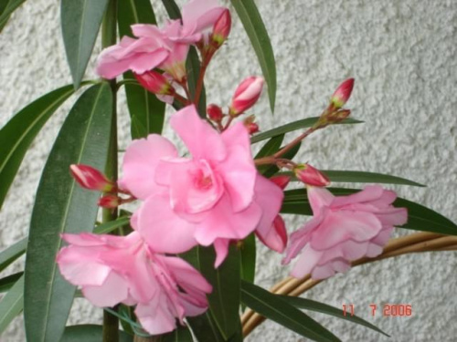 Oleander 2006 rok.