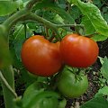 Śliczne pomidorki w szklarni. #pomidory