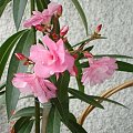 Oleander 2006 rok.