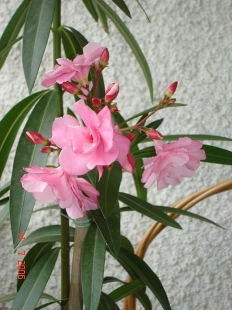 Oleander 2006 rok.