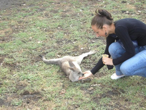 pierwsze spotkanie z kangurem