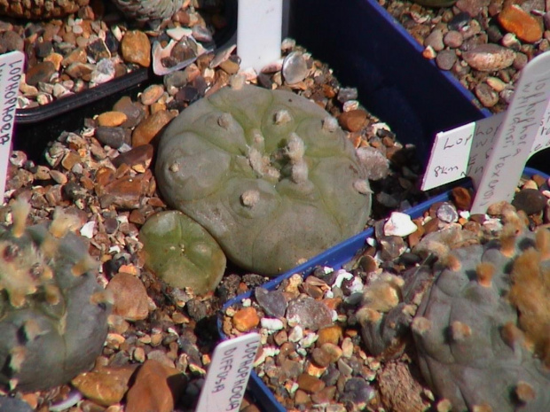 Lophophora diffusa