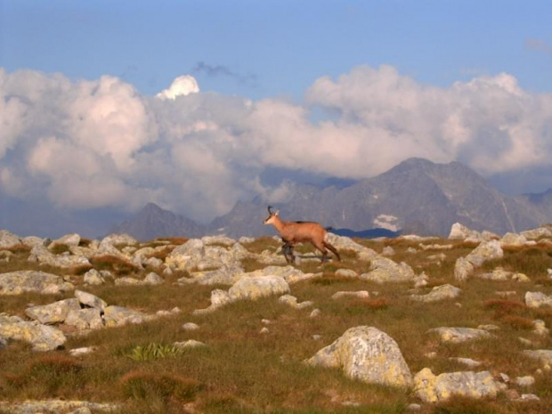 #tatry