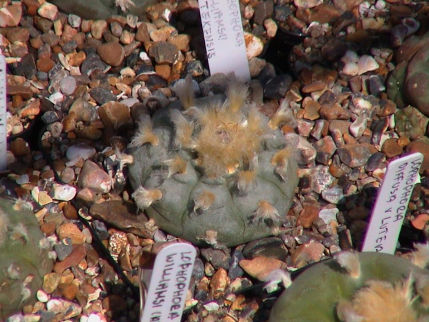 Lophophora williamsii v.texensis
