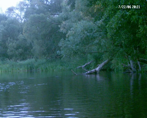 budowle bobrów nad Liwcem