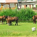 Bobrowniki #konie #gęsi #Bobrowniki #pastwisko #wieś
