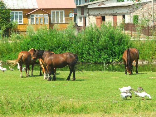 Bobrowniki #konie #gęsi #Bobrowniki #pastwisko #wieś