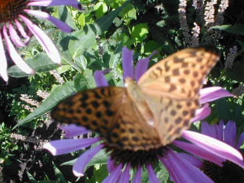 ,,lamparci' motyl i kwiat jeżówki