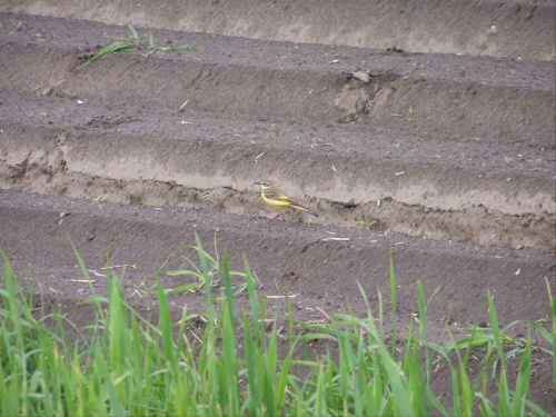 Pliszka żółta #ptak #ptaki #ornitologia #PliszkaŻółta
