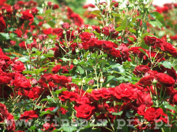 Dywan róż #ChybieMnich #Chybie #róże #kwiat #kwiatek #przyroda #róża #Mnich #zyzio