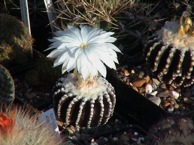 Discocactus horstii