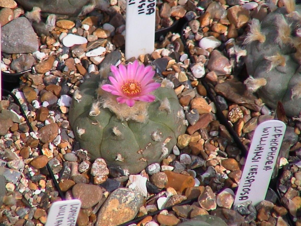 Lophophora williamsii v.friccii #LophophoraWilliamsii