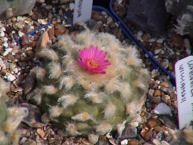 Lophophora williamsii v. jourdaniana #LophophoraWilliamsii