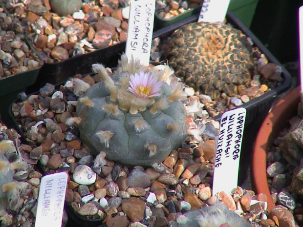 Lophophora williamsii