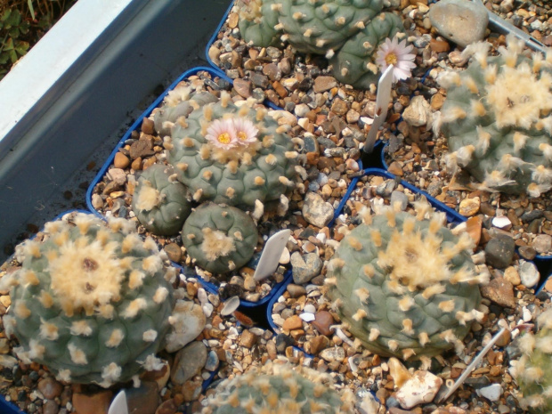 Lophophora williamsii