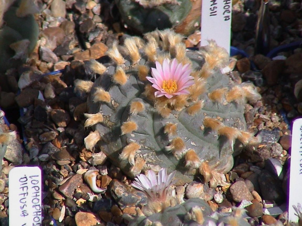 Lophophora williamsii