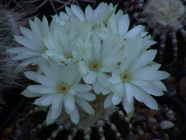 Discocactus horstii