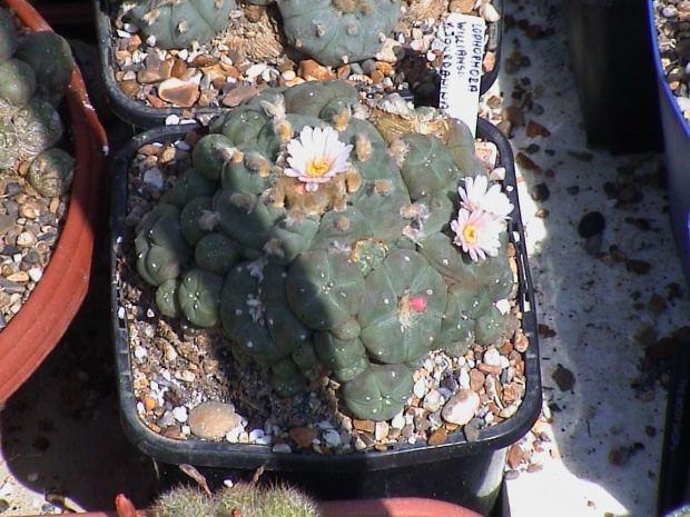 Lophophora williamsii