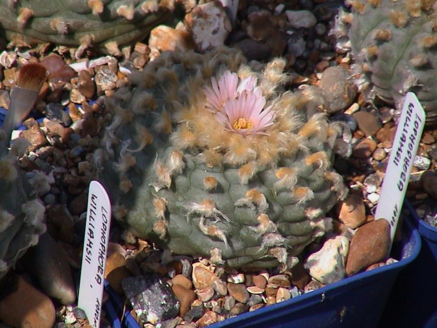 Lophophora williamsii