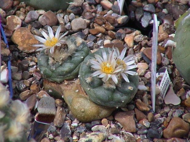 Lophophora sp San Francisco SLP #LophophoraWilliamsii