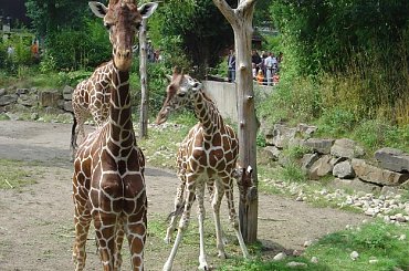 #Zoo