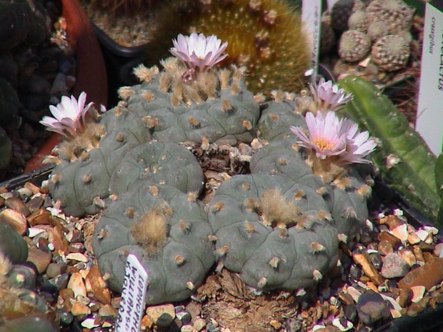 Lophophora williamsii San Rafael #LophophoraWilliamsii