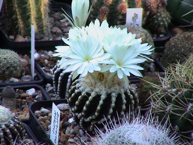 Discocactus horstii